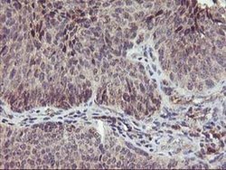Invitrogen PNMT Monoclonal Antibody (OTI1D2) 100 &mu;L; Unconjugated:Antibodies,