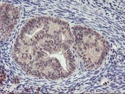 Invitrogen PNMT Monoclonal Antibody (OTI1D2) 100 &mu;L; Unconjugated:Antibodies,