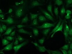 Invitrogen PNMT Monoclonal Antibody (OTI2D5) 100 &mu;L; Unconjugated:Antibodies,