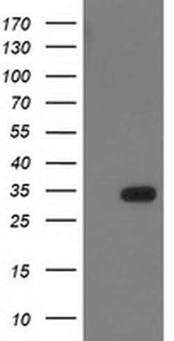 Invitrogen HDHD2 Monoclonal Antibody (OTI1A4) 100 &mu;L; Unconjugated:Antibodies,