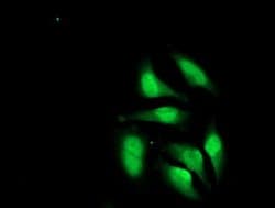 Invitrogen CRY2 Monoclonal Antibody (OTI1H5) 100 &mu;L; Unconjugated:Antibodies,