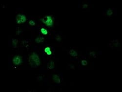 Invitrogen CRY2 Monoclonal Antibody (OTI1H5) 100 &mu;L; Unconjugated:Antibodies,