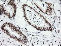 Invitrogen CRY2 Monoclonal Antibody (OTI1H5) 100 &mu;L; Unconjugated:Antibodies,