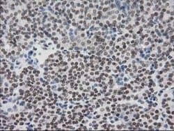 Invitrogen CRY2 Monoclonal Antibody (OTI1H5) 100 &mu;L; Unconjugated:Antibodies,