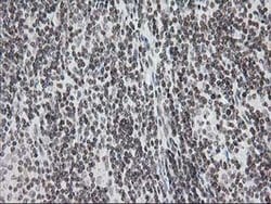 Invitrogen CRY2 Monoclonal Antibody (OTI1H5) 100 &mu;L; Unconjugated:Antibodies,