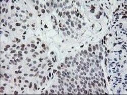 Invitrogen CRY2 Monoclonal Antibody (OTI1H5) 100 &mu;L; Unconjugated:Antibodies,