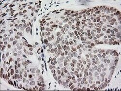Invitrogen CRY2 Monoclonal Antibody (OTI1H5) 100 &mu;L; Unconjugated:Antibodies,