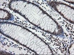 Invitrogen CRY2 Monoclonal Antibody (OTI1H5) 100 &mu;L; Unconjugated:Antibodies,
