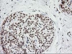 Invitrogen CRY2 Monoclonal Antibody (OTI1H5) 100 &mu;L; Unconjugated:Antibodies,