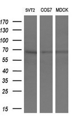 Invitrogen CRY2 Monoclonal Antibody (OTI1H5) 100 &mu;L; Unconjugated:Antibodies,