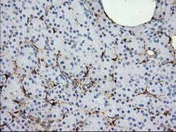 Invitrogen Alcohol Dehydrogenase 1B Monoclonal Antibody (OTI3F2) 100 &mu;L;