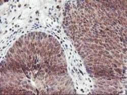 Invitrogen GRAP2 Monoclonal Antibody (OTI1G2) 100 &mu;L; Unconjugated:Antibodies,
