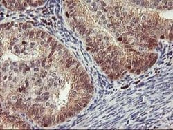 Invitrogen GRAP2 Monoclonal Antibody (OTI1G2) 100 &mu;L; Unconjugated:Antibodies,