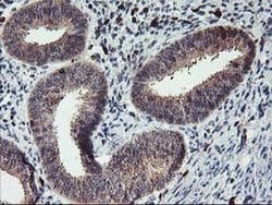Invitrogen GRAP2 Monoclonal Antibody (OTI1G2) 100 &mu;L; Unconjugated:Antibodies,
