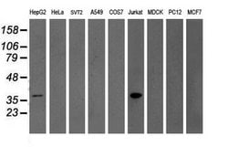 Invitrogen GRAP2 Monoclonal Antibody (OTI1G2) 100 &mu;L; Unconjugated:Antibodies,