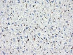 Invitrogen MAPRE2 Monoclonal Antibody (OTI7A2) 100 &mu;L; Unconjugated:Antibodies,