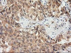 Invitrogen MAPRE2 Monoclonal Antibody (OTI7A2) 100 &mu;L; Unconjugated:Antibodies,