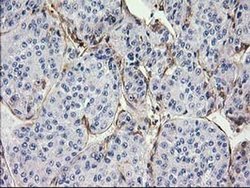 Invitrogen MAPRE2 Monoclonal Antibody (OTI7A2) 100 &mu;L; Unconjugated:Antibodies,
