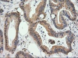 Invitrogen MAPRE2 Monoclonal Antibody (OTI7A2) 100 &mu;L; Unconjugated:Antibodies,