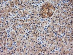 Invitrogen MAPRE2 Monoclonal Antibody (OTI7A2) 100 &mu;L; Unconjugated:Antibodies,