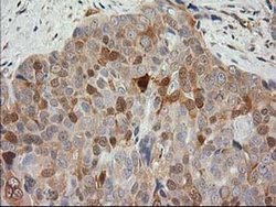 Invitrogen MAPRE2 Monoclonal Antibody (OTI7A2) 100 &mu;L; Unconjugated:Antibodies,