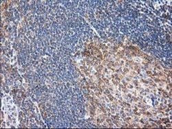 Invitrogen MAPRE2 Monoclonal Antibody (OTI7A2) 100 &mu;L; Unconjugated:Antibodies,