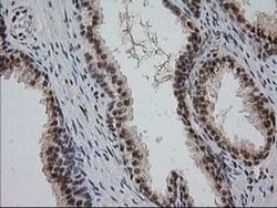 Invitrogen Monoacylglycerol Lipase Monoclonal Antibody (OTI1H1) 100 &mu;L;