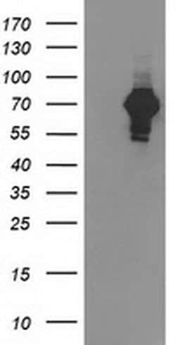 Invitrogen LNK Monoclonal Antibody (OTI2C9) 100 &mu;L; Unconjugated:Antibodies,