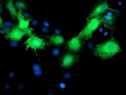 Invitrogen MVK Monoclonal Antibody (OTI 1D7) 100 &mu;L; Unconjugated:Antibodies,