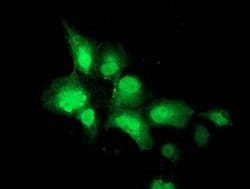 Invitrogen NEU2 Monoclonal Antibody (OTI4F4) 100 &mu;L; Unconjugated:Antibodies,