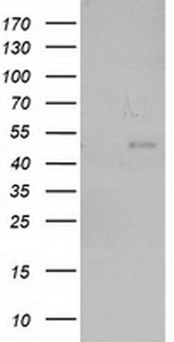 Invitrogen NEU2 Monoclonal Antibody (OTI4F4) 100 &mu;L; Unconjugated:Antibodies,