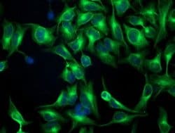 Invitrogen beta-4 Tubulin Monoclonal Antibody (OTI3C12) 100 &mu;L; Unconjugated:Antibodies,