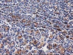 Invitrogen beta-4 Tubulin Monoclonal Antibody (OTI3C12) 100 &mu;L; Unconjugated:Antibodies,