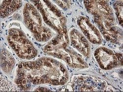 Invitrogen beta-4 Tubulin Monoclonal Antibody (OTI3C12) 100 &mu;L; Unconjugated:Antibodies,