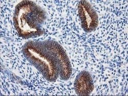 Invitrogen beta-4 Tubulin Monoclonal Antibody (OTI3C12) 100 &mu;L; Unconjugated:Antibodies,