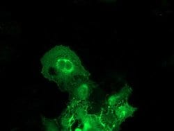 Invitrogen BAIAP2 Monoclonal Antibody (OTI 1D9) 100 &mu;L; Unconjugated:Antibodies,