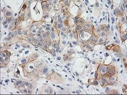 Invitrogen BAIAP2 Monoclonal Antibody (OTI 1D9) 100 &mu;L; Unconjugated:Antibodies,