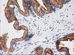 Invitrogen BAIAP2 Monoclonal Antibody (OTI 1D9) 100 &mu;L; Unconjugated:Antibodies,