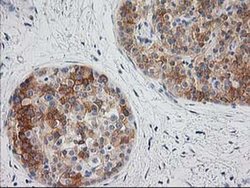 Invitrogen BAIAP2 Monoclonal Antibody (OTI 1D9) 100 &mu;L; Unconjugated:Antibodies,