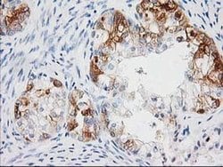 Invitrogen BAIAP2 Monoclonal Antibody (OTI 1D9) 100 &mu;L; Unconjugated:Antibodies,