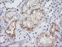 Invitrogen BAIAP2 Monoclonal Antibody (OTI 1D9) 100 &mu;L; Unconjugated:Antibodies,