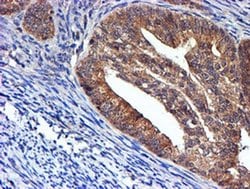 Invitrogen NDUFAF7 Monoclonal Antibody (OTI4A5) 100 &mu;L; Unconjugated:Antibodies,