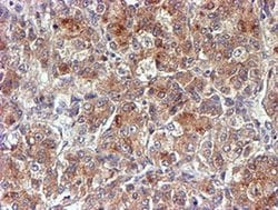 Invitrogen NDUFAF7 Monoclonal Antibody (OTI4A5) 100 &mu;L; Unconjugated:Antibodies,
