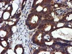 Invitrogen NDUFAF7 Monoclonal Antibody (OTI4A5) 100 &mu;L; Unconjugated:Antibodies,