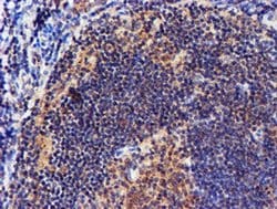 Invitrogen NDUFAF7 Monoclonal Antibody (OTI4A5) 100 &mu;L; Unconjugated:Antibodies,