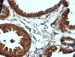 Invitrogen NDUFAF7 Monoclonal Antibody (OTI4A5) 100 &mu;L; Unconjugated:Antibodies,