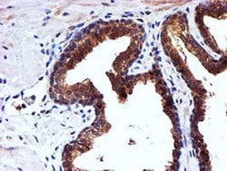 Invitrogen NDUFAF7 Monoclonal Antibody (OTI4A5) 100 &mu;L; Unconjugated:Antibodies,