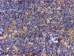 Invitrogen NDUFAF7 Monoclonal Antibody (OTI4A5) 100 &mu;L; Unconjugated:Antibodies,