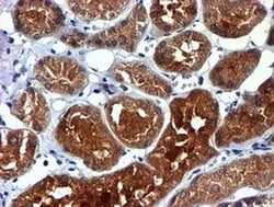 Invitrogen NDUFAF7 Monoclonal Antibody (OTI4A5) 100 &mu;L; Unconjugated:Antibodies,