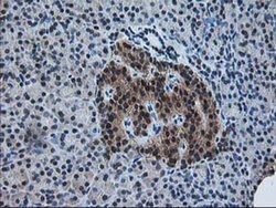 Invitrogen PDXK Monoclonal Antibody (OTI5H5) 100 &mu;L; Unconjugated:Antibodies,